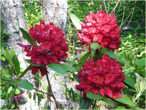 Rododendron wielkokwiatowy Francesca ciemnoczerwony Rhododendron Francesca