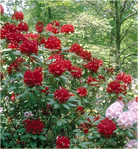 Rododendron wielkokwiatowy Francesca ciemnoczerwony Rhododendron Francesca