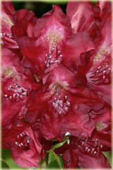 Rododendron wielkokwiatowy Francesca Rhododendron Francesca