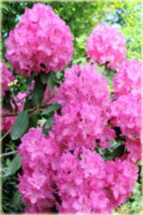 Rododendron wielkokwiatowy Germania Rhododendron Germania