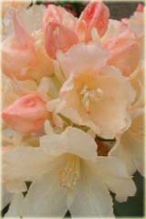 Rododendron jakuszimański Golden Torch Rhododendron yakushimanum Golden Torch