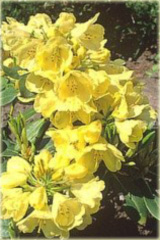 Rododendron wielkokwiatowy Goldkrone Rhododendron Goldkrone