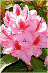 Rododendron wielkokwiatowy Graffito Rhododendron Graffito