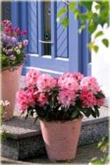 Rododendron jakuszimański Gunborg Rhododendron yakushimanum Gunborg