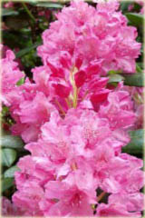 Rododendron wielkokwiatowy Haaga Rhododendron Haaga