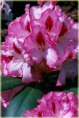 Rododendron wielkokwiatowy Hachmans Charmant Rhododendron Hachmans Charmant