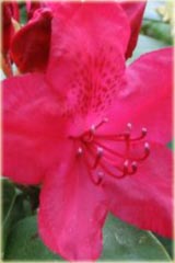 Rododendron wielkokwiatowy Hachmanns Feurschein Rhododendron Hachmanns Feurschein