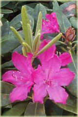 Rododendron wielkokwiatowy Hellikki Rhododendron Hellikki