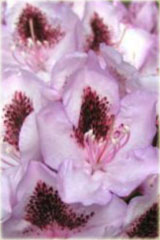 Rododendron wielkokwiatowy Humboldt Rhododendron Humboldt