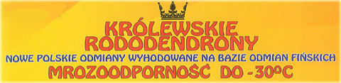 Rododendron królewski Władysław Łokietek - Rhododendron Władysław Łokietek