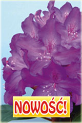 Rododendron królewski Bolesław Chrobry Rhododendron Bolesław Chrobry