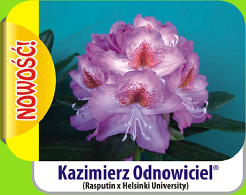 Rhododendron Kazimierz Odnowiciel Rododendron królewski Kazimierz Odnowiciel