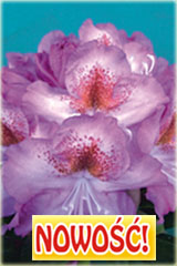 Rododendron królewski Kazimierz Odnowiciel Rhododendron Kazimierz Odnowiciel