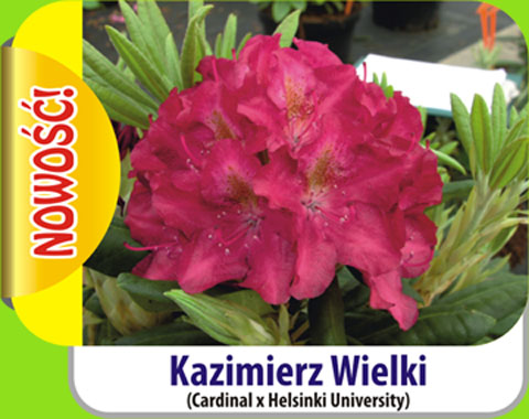 Rhododendron Kazimierz Wielki Rododendron królewski Kazimierz Wielki