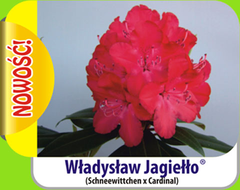 Rhododendron Władysław Jagiełło Rododendron królewski Władysław Jagiełło