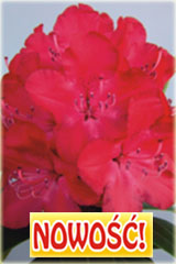 Rododendron królewski Władysław Jagiełło Rhododendron Władysław Jagiełło