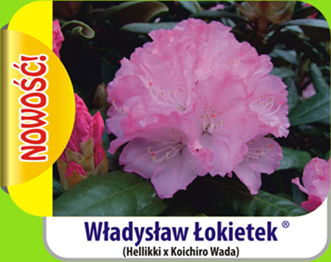 Rhododendron Władysław Łokietek Rododendron królewski Władysław Łokietek