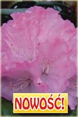 Rododendron królewski Władysław Łokietek Rhododendron Władysław Łokietek