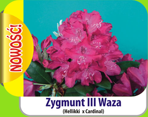 Rhododendron Zygmunt III Waza Rododendron królewski Zygmunt III Waza