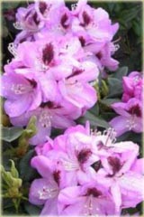 Rododendron wielkokwiatowy Lugano Rhododendron Lugano