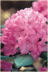 Rododendron jakuszimański Lumina Rhododendron yakushimanum Lumina
