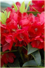 Rododendron wielkokwiatowy Mars Rhododendron Mars