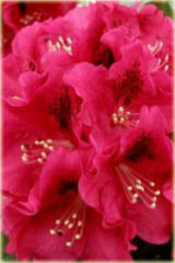 Rododendron wielkokwiatowy Mieszko I Rhododendron Mieszko I
