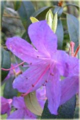 Rododendron miniaturowy Amethyst Rhododendron Amethyst