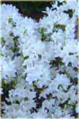 Rododendron miniaturowy Billy Novinka Rhododendron Billy Novinka