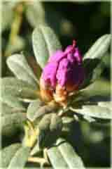Rododendron miniaturowy Blue Silver Rhododendron Blue Silver