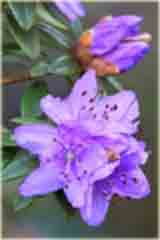 Rododendron miniaturowy Blue Tit Rhododendron Blue Tit