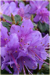 Rododendron miniaturowy Buchlovice Rhododendron Buchlovice