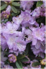 Rododendron miniaturowy Coralium Rhododendron Coralium