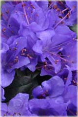 Rododendron miniaturowy Glistede Rhododendron Glistede