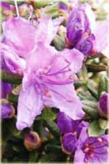 Rododendron miniaturowy Impeditum Rhododendron Impeditum