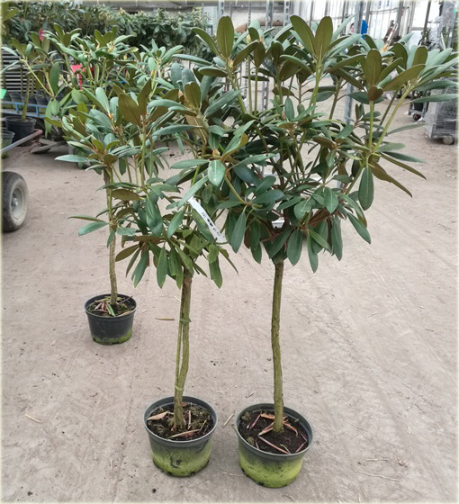 Rododendron na paliku 80-100 cm