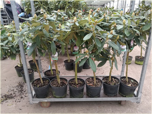 Rododendron na paliku 80-100 cm