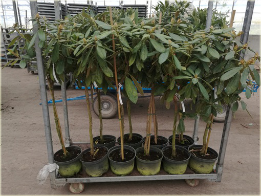 Rododendron na paliku 80-100 cm