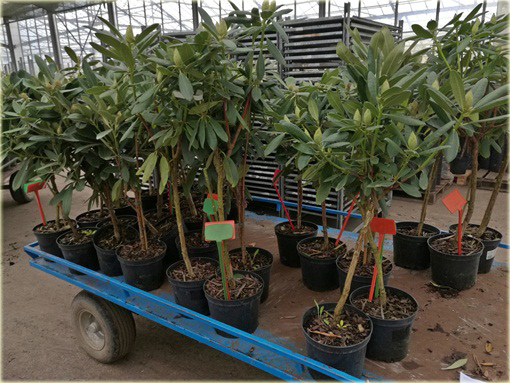 Rododendron na paliku 80-100 cm