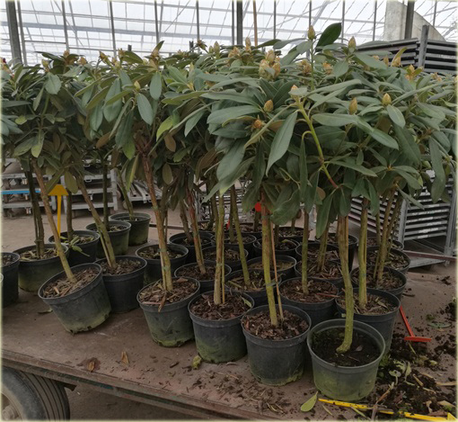 Rododendron na paliku 80-100 cm