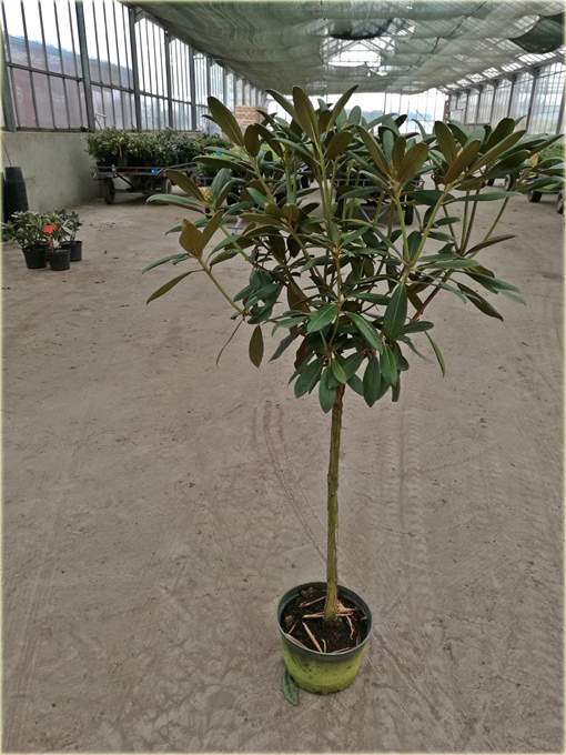 Rododendron na paliku 80-100 cm