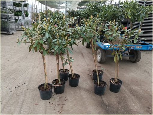 Rododendron na paliku 80-100 cm