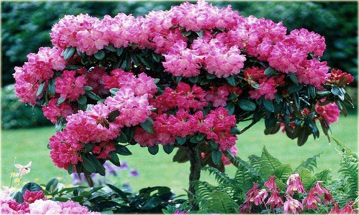 Rododendron na paliku 80-100 cm