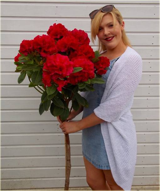 Rododendron na paliku 80-100 cm