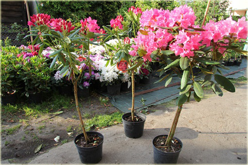Rododendron na paliku 80-100 cm