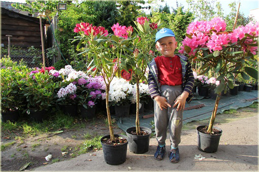 Rododendron na paliku 80-100 cm