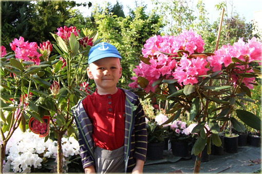 Rododendron na paliku 80-100 cm