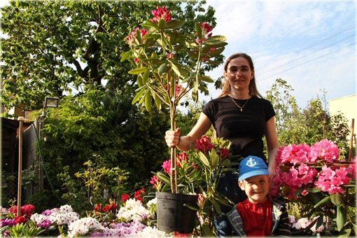 Rododendron na paliku 80-100 cm