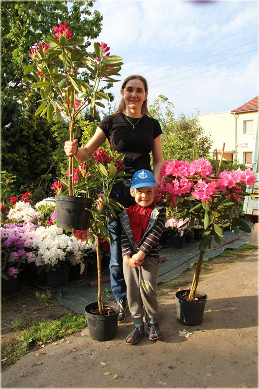 Rododendron na paliku 80-100 cm