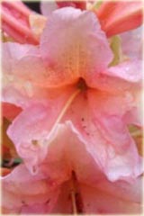 Rododendron wielkokwiatowy Orangina Rhododendron Orangina